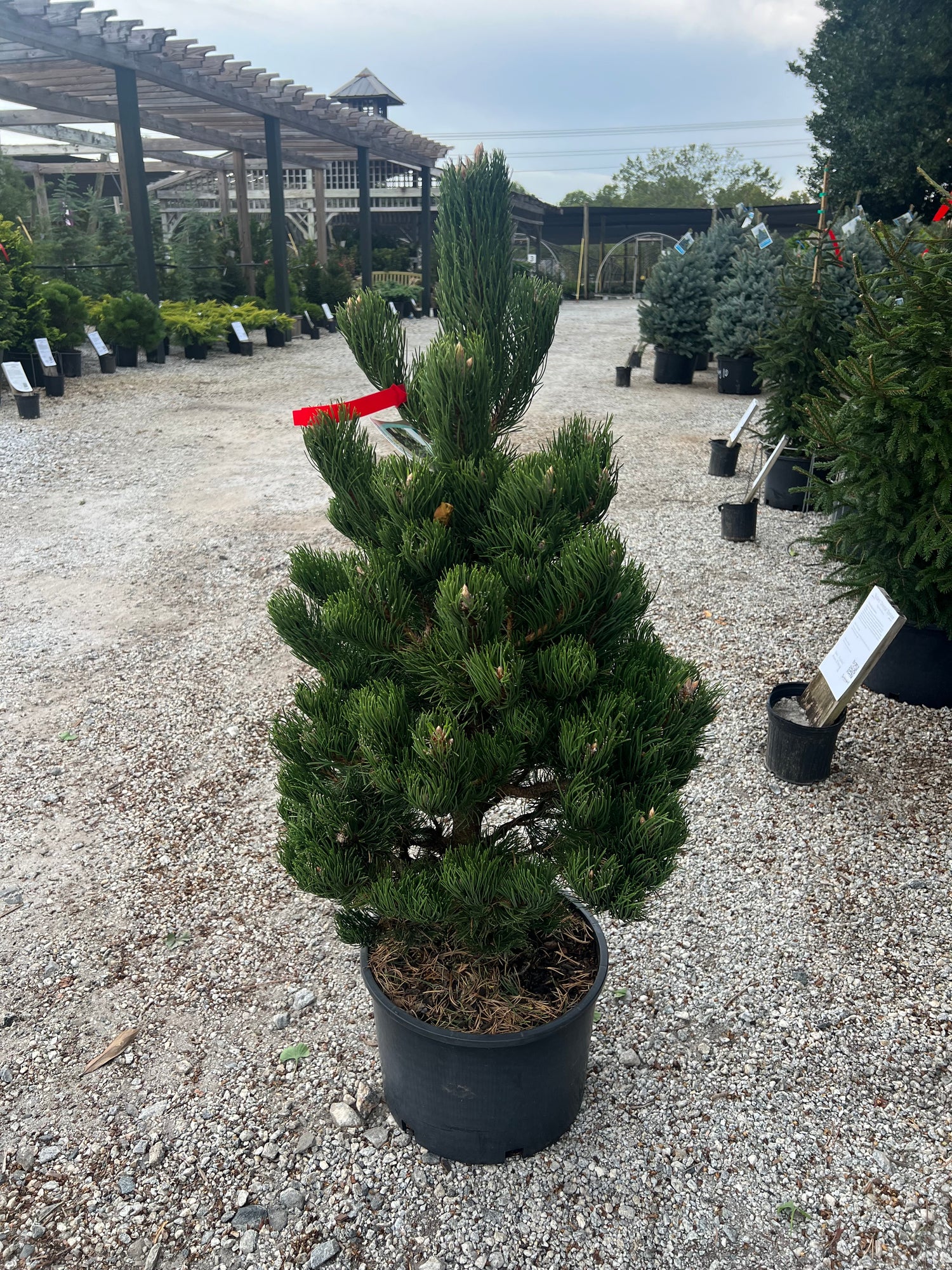 Oregon Green Austrian Pine