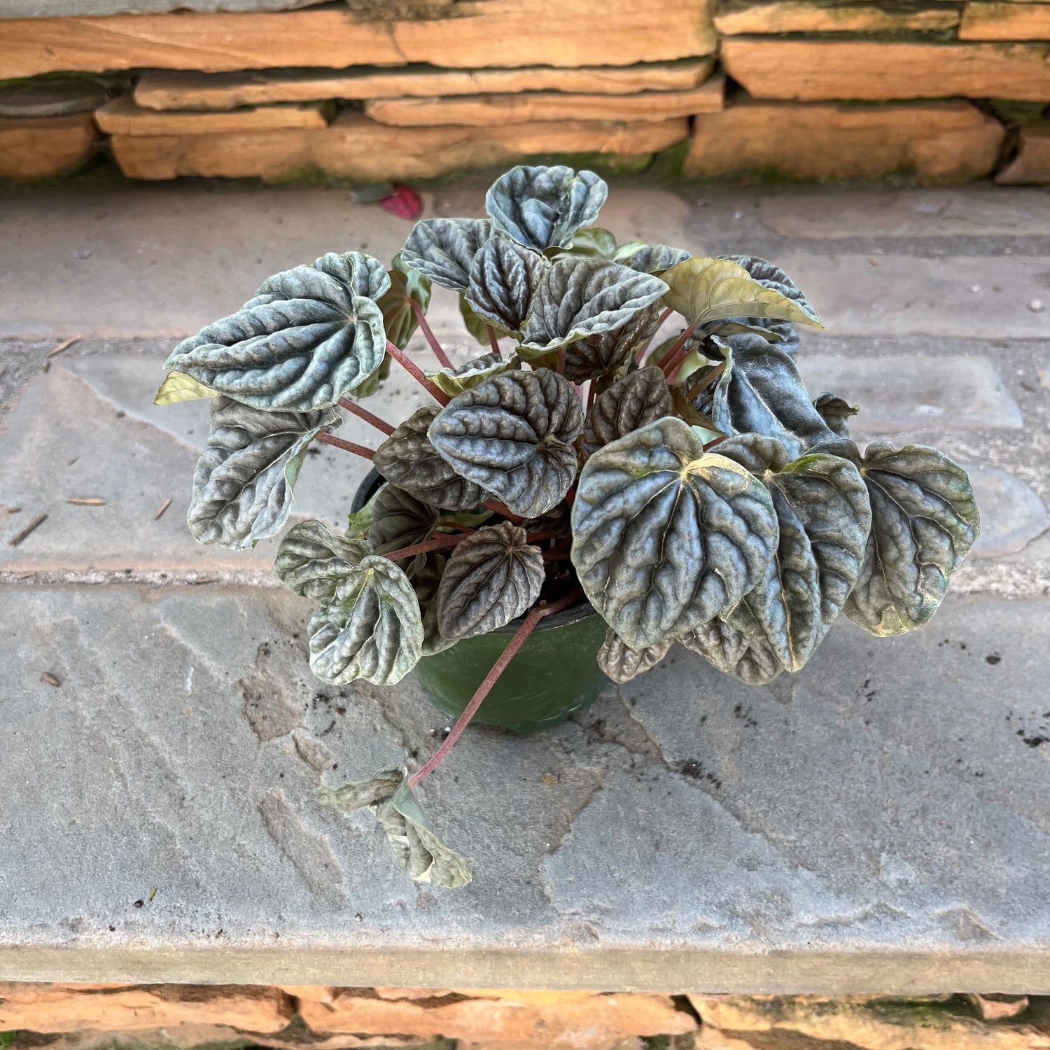 Ripple Red Luna Peperomia