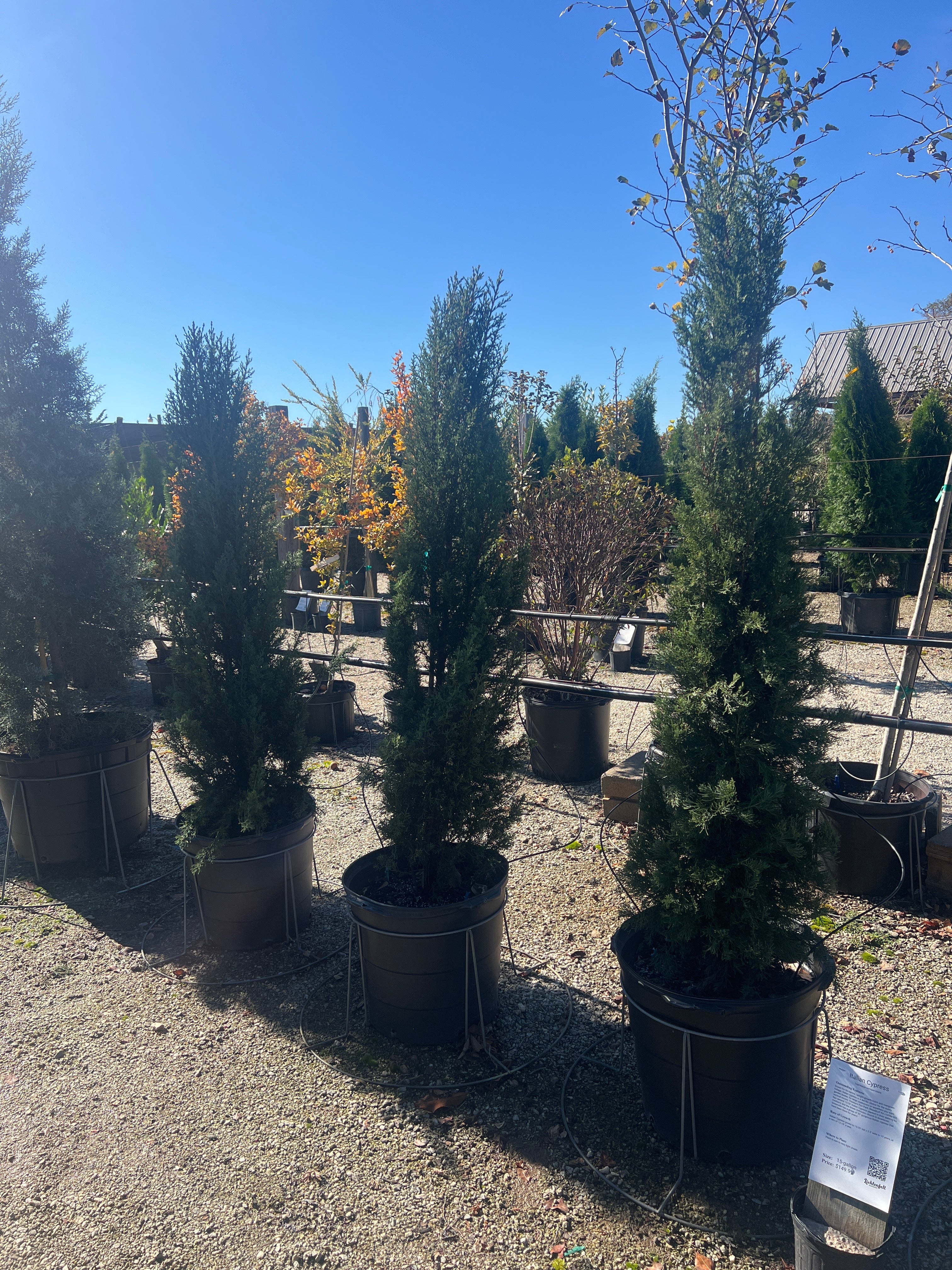 can you plant italian cypress in pots Italian Cypress – Lichtenfelt's