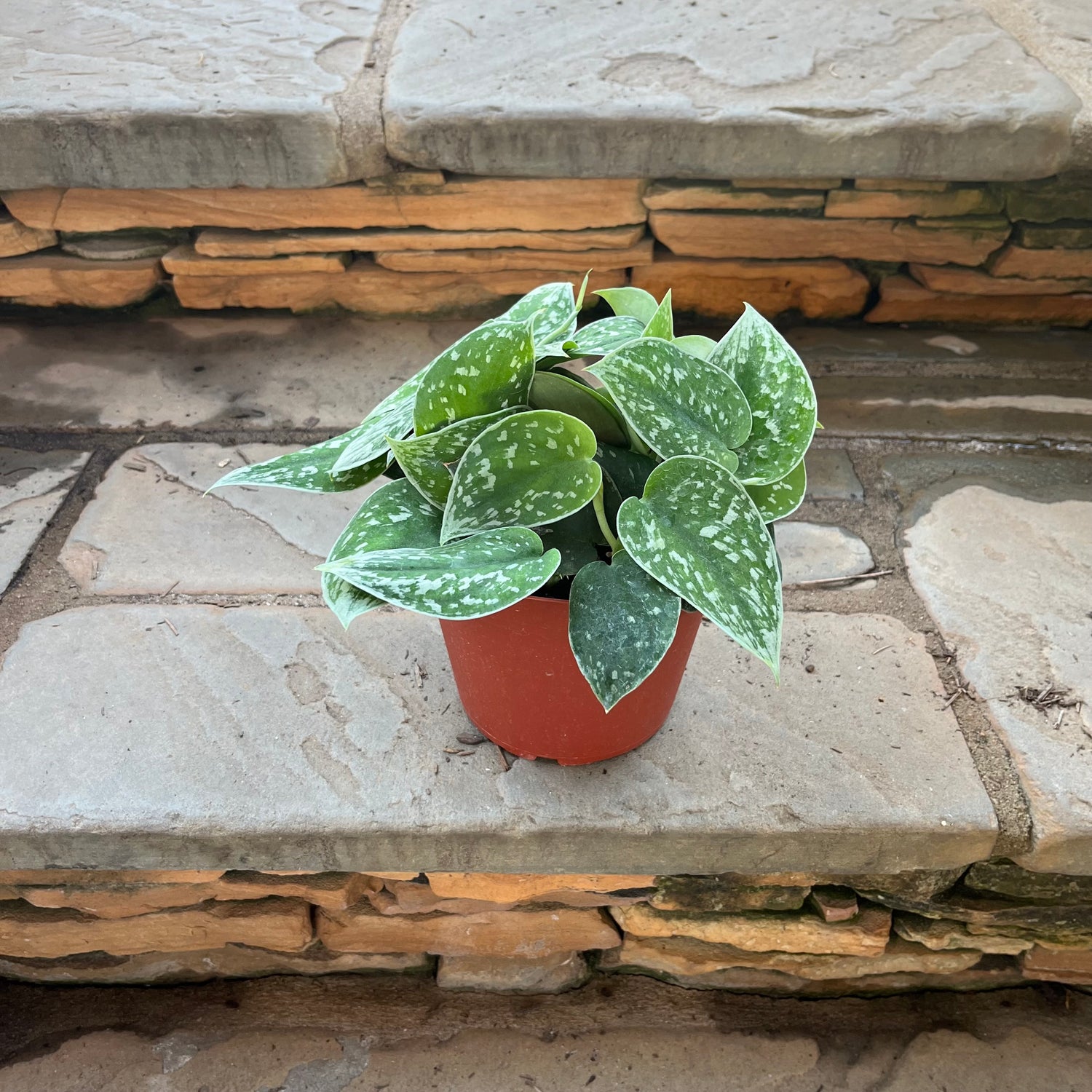 pothos silver ann Silver Ann Scindapsus – Lichtenfelt's