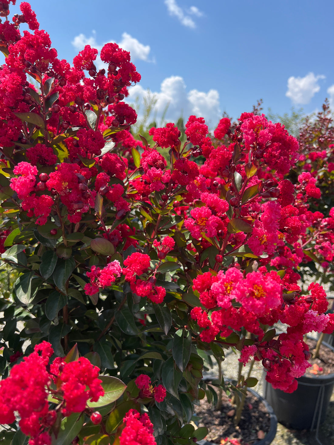 Ruffled Red Magic Crapemyrtle