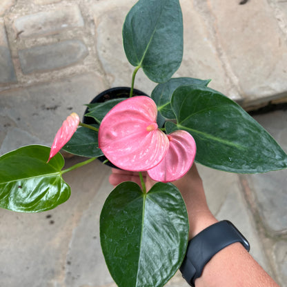 Anthurium