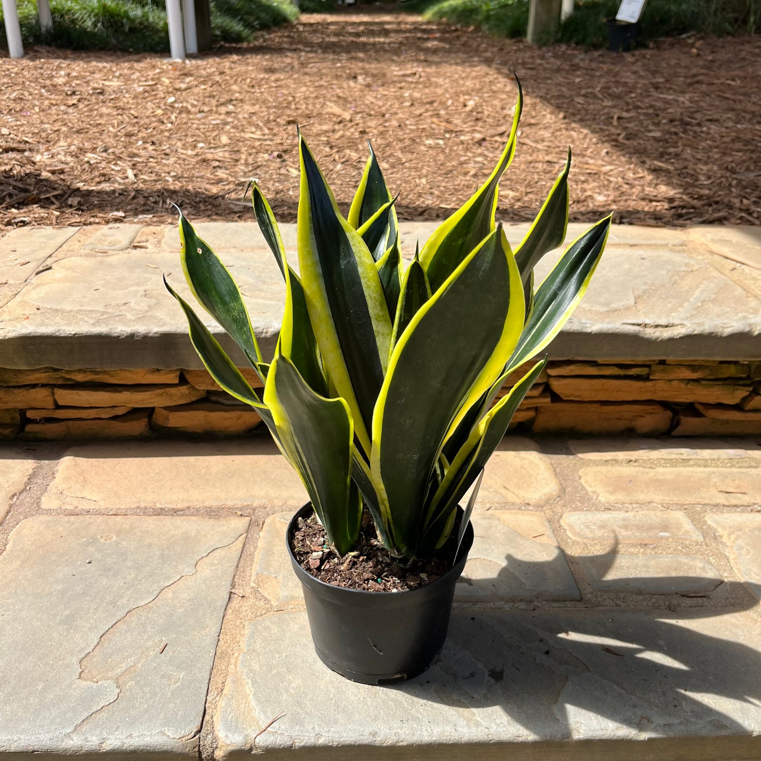 sansevieria wagner's gold Black Gold Compacta Sansevieria – Lichtenfelt's