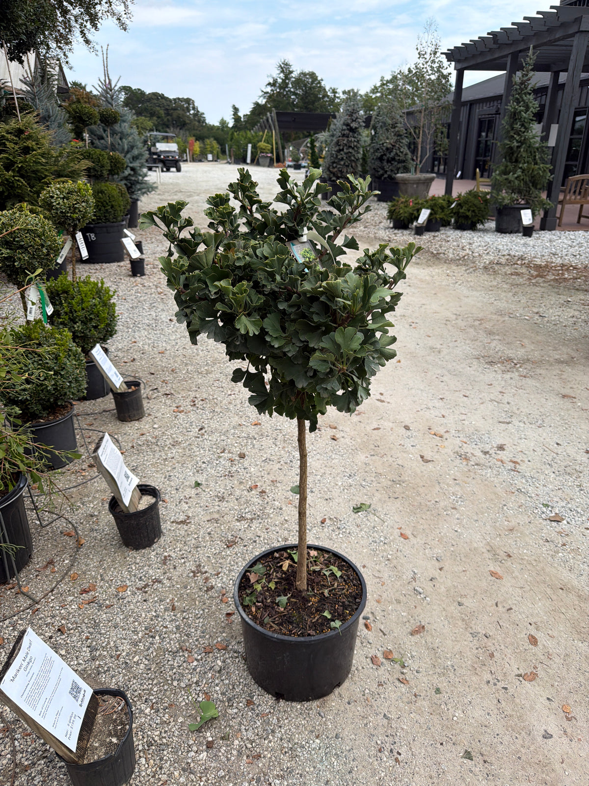 Mariken Ginkgo
