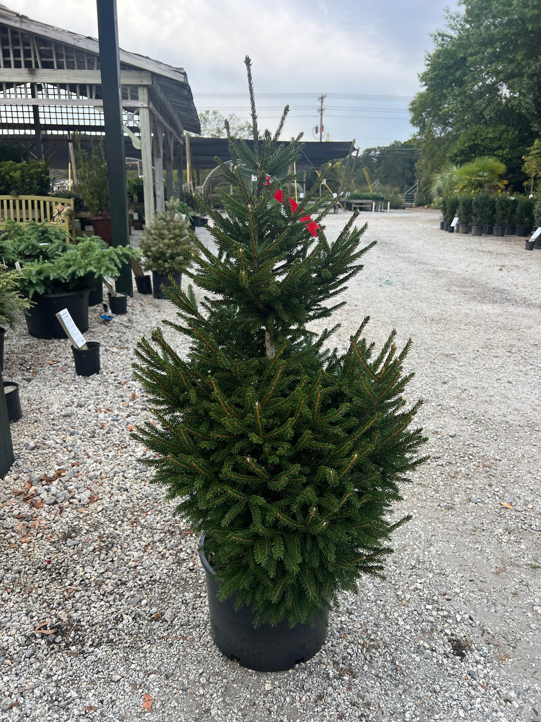 Compact Oriental Spruce