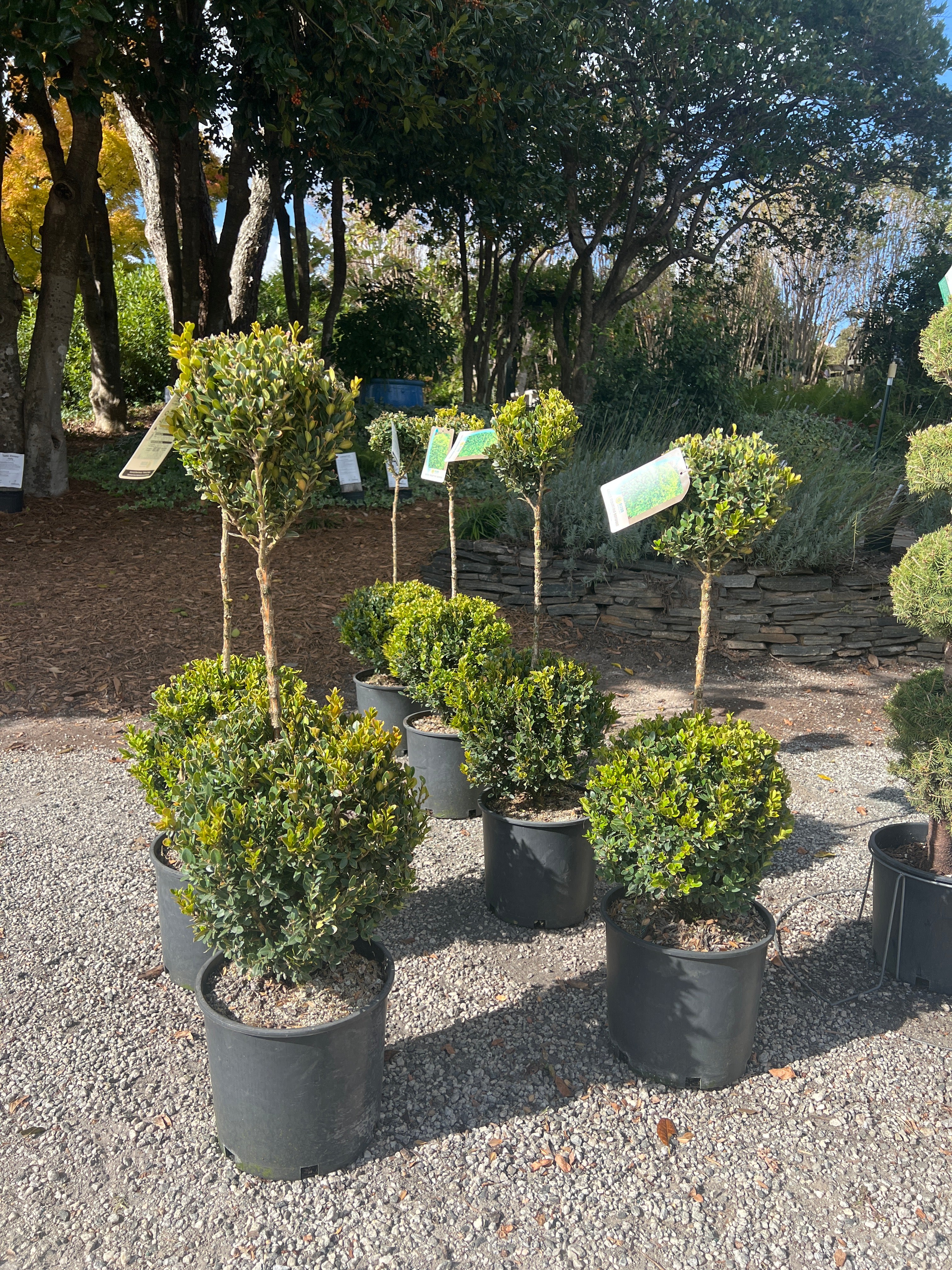 Green Mountain Boxwood Topiary