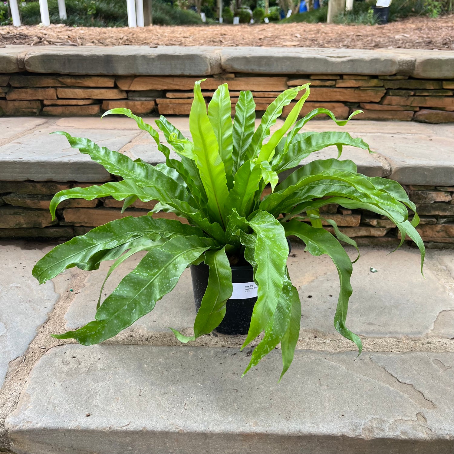 Japanese Bird’s Nest Fern