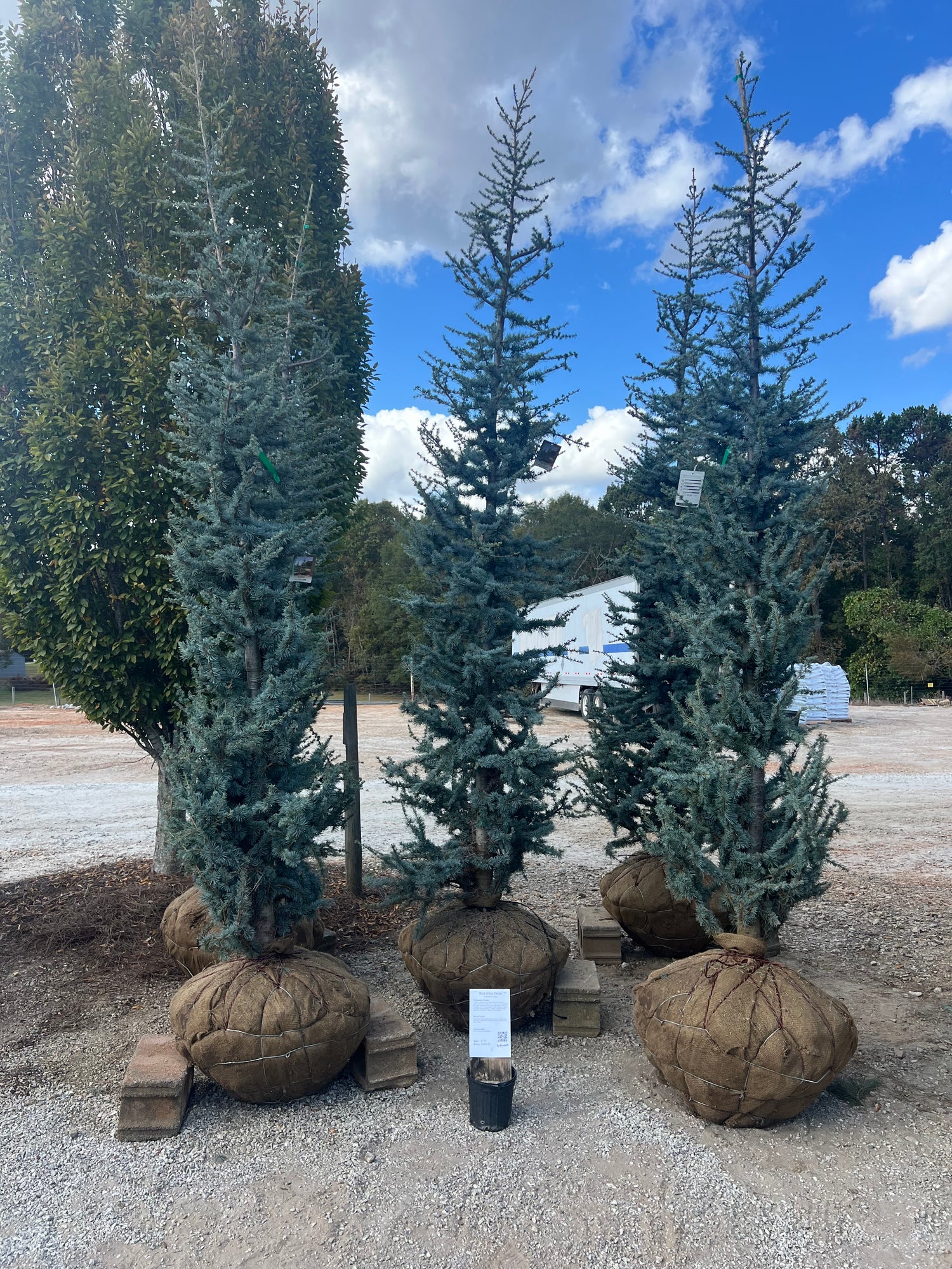 Blue Atlas Cedar