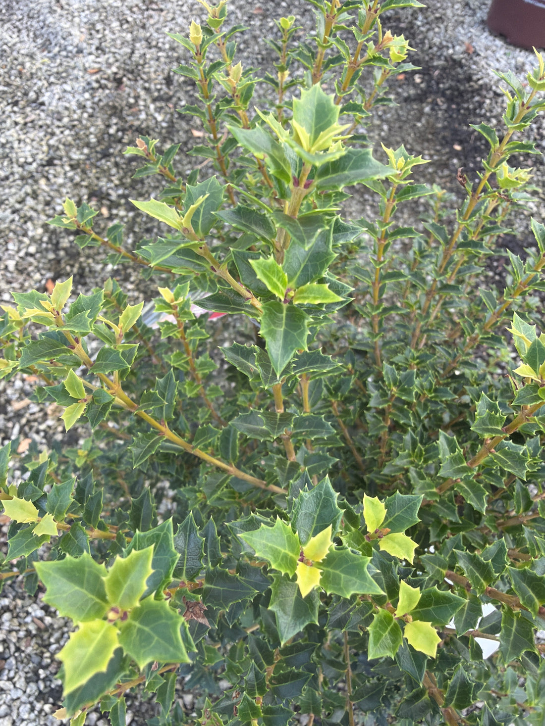 Fragrant Princess Osmanthus