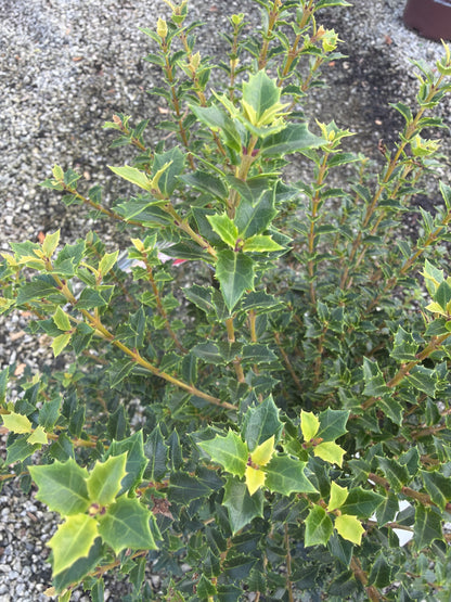 Fragrant Princess Osmanthus