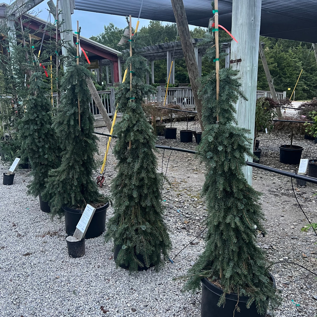 Weeping Serbian Spruce
