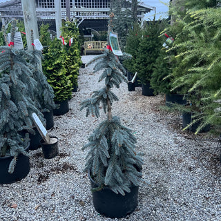 The Blues Blue Spruce 6 Gal