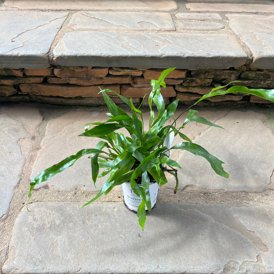 Kangaroo Paw Fern