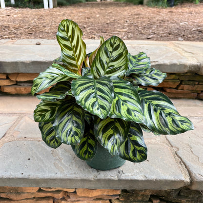 Peacock Calathea