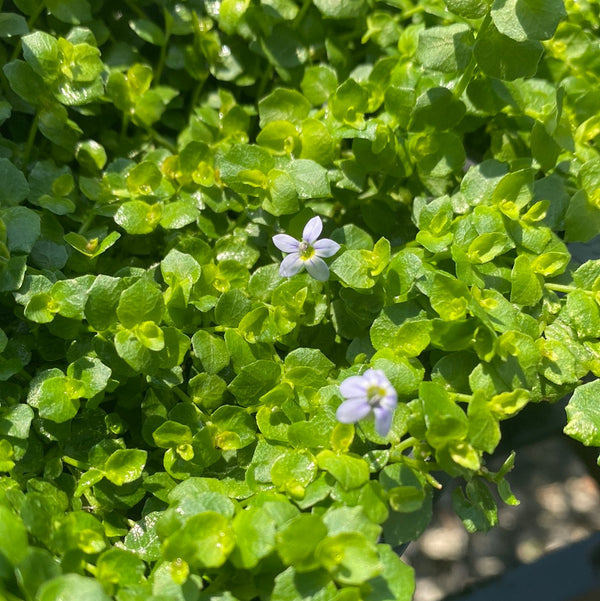 Blue Star Creeper 4