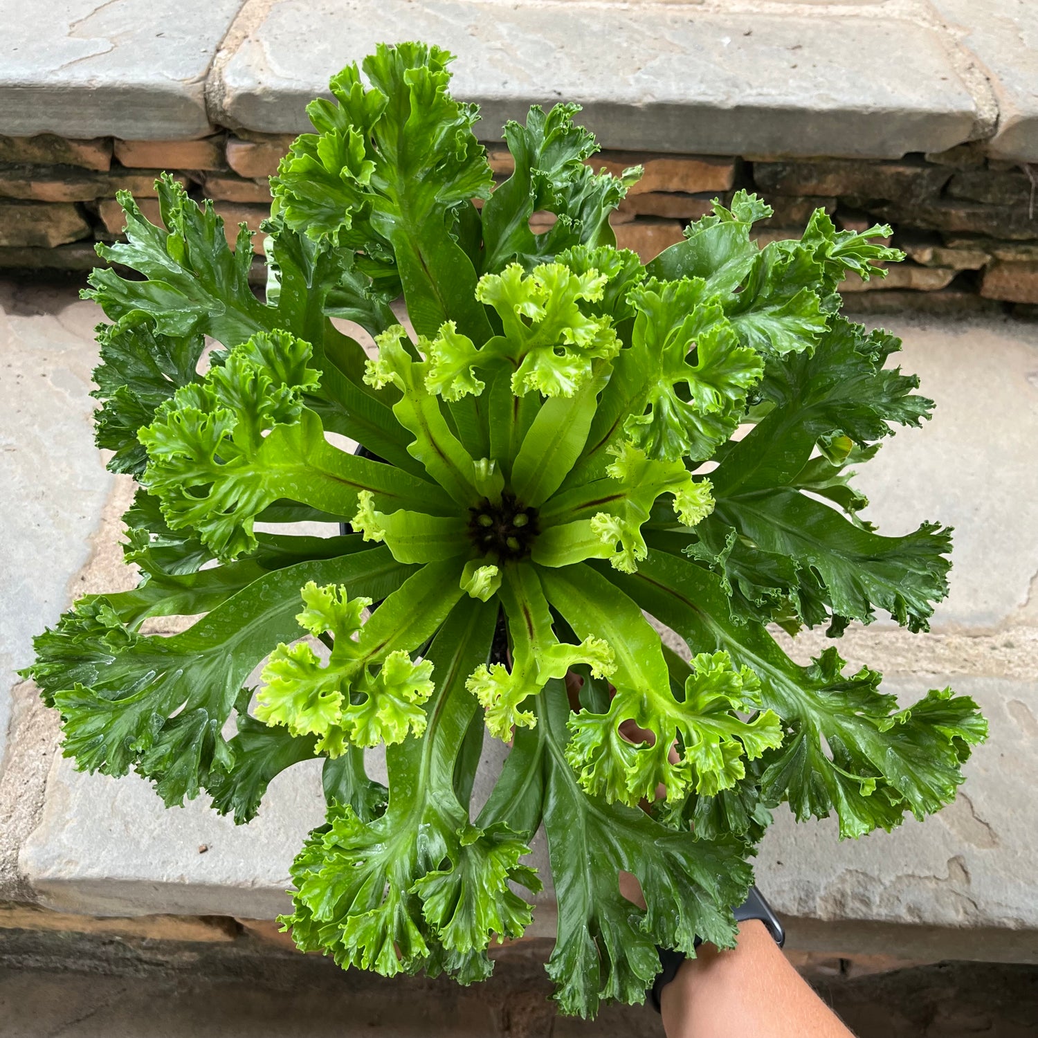 Leslie Bird’s Nest Fern