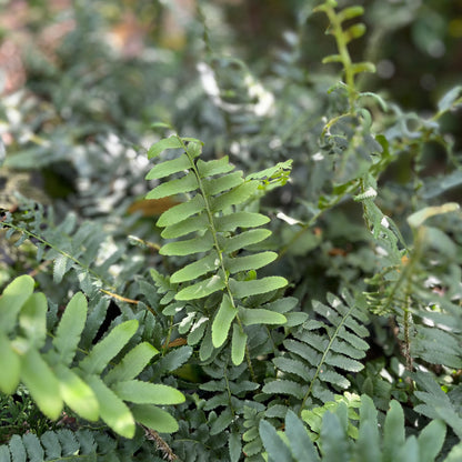 Christmas Fern