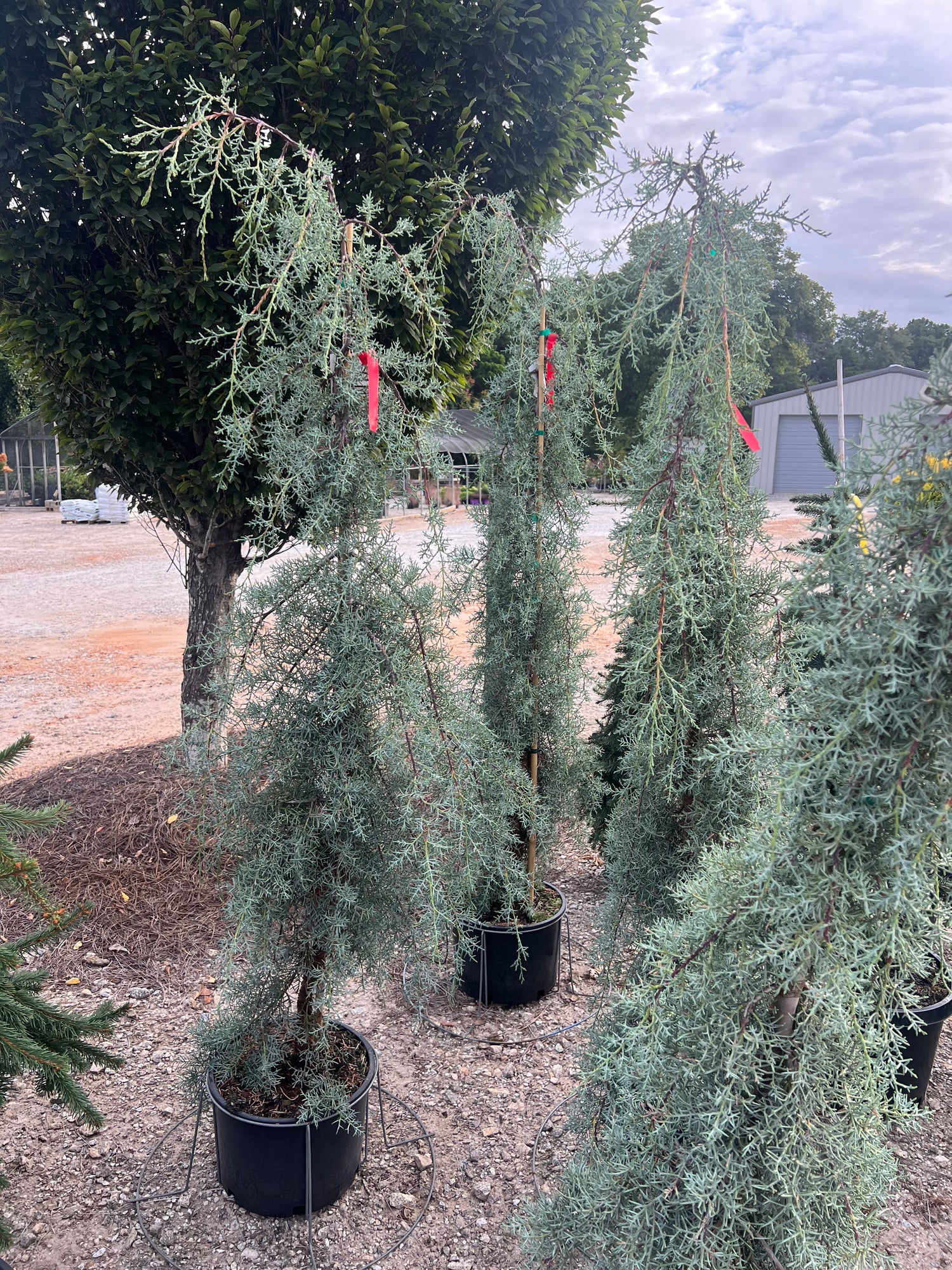 Raywood’s Weeping Arizona Cypress