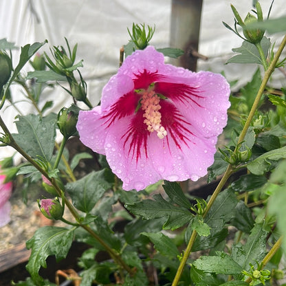 Orchid Satin Rose of Sharon 3 Gal
