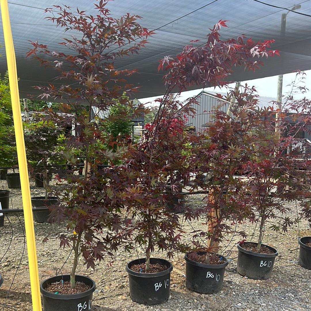 Bloodgood Japanese Maple