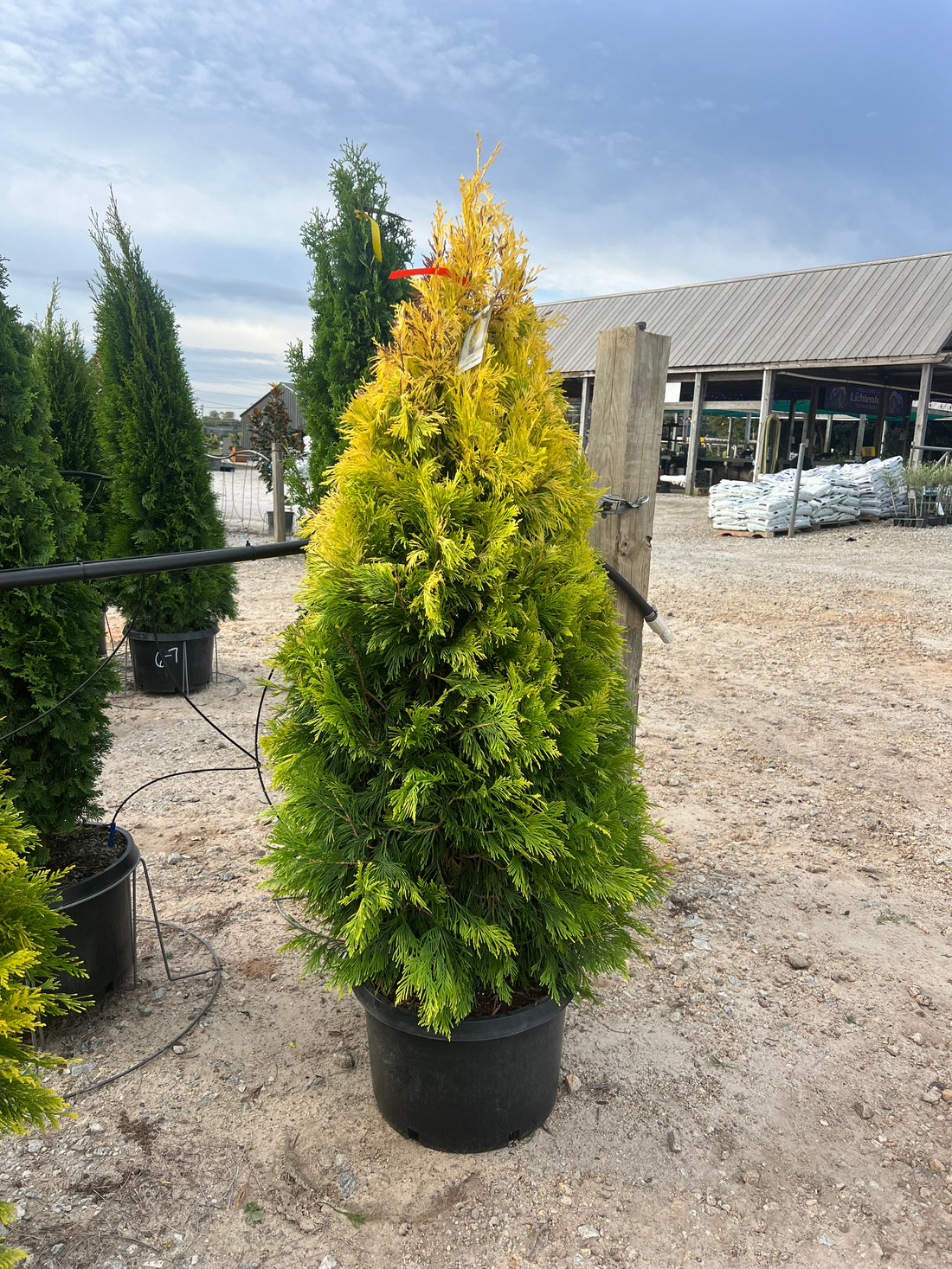 Forever Goldy Arborvitae