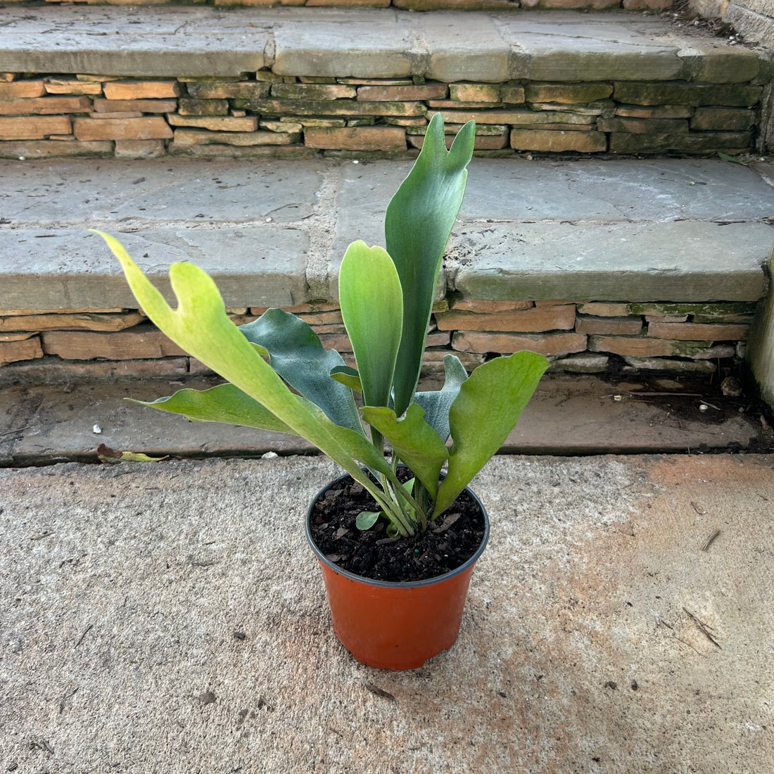 Staghorn Fern