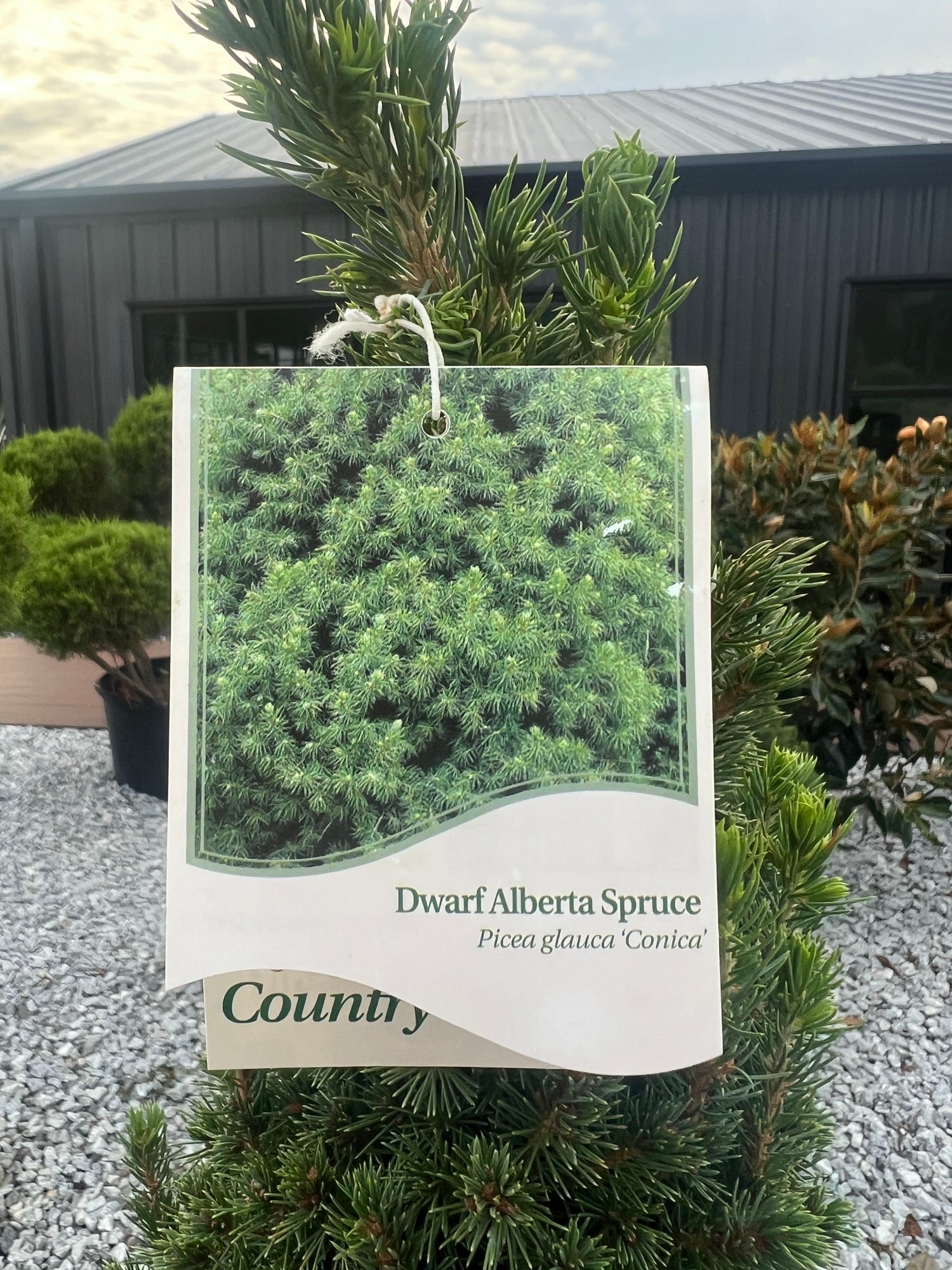 Dwarf Alberta Spruce Spiral