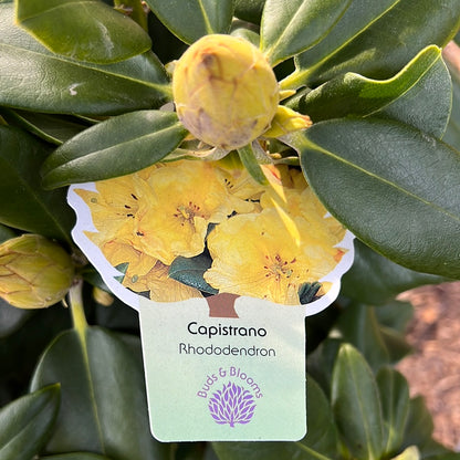 Capistrano Rhododendron 3 Gal