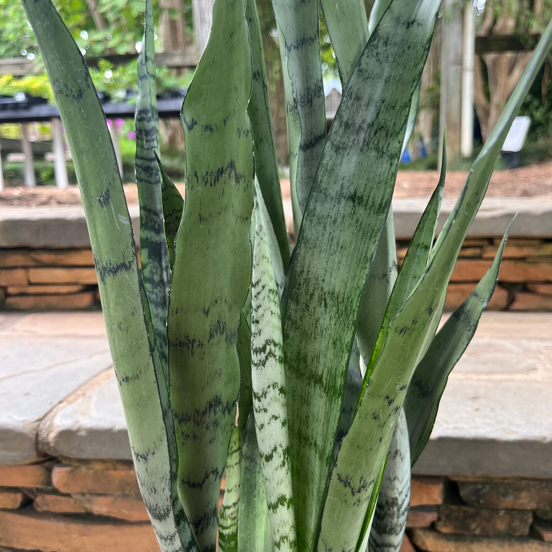 Silver Princess Sansevieria