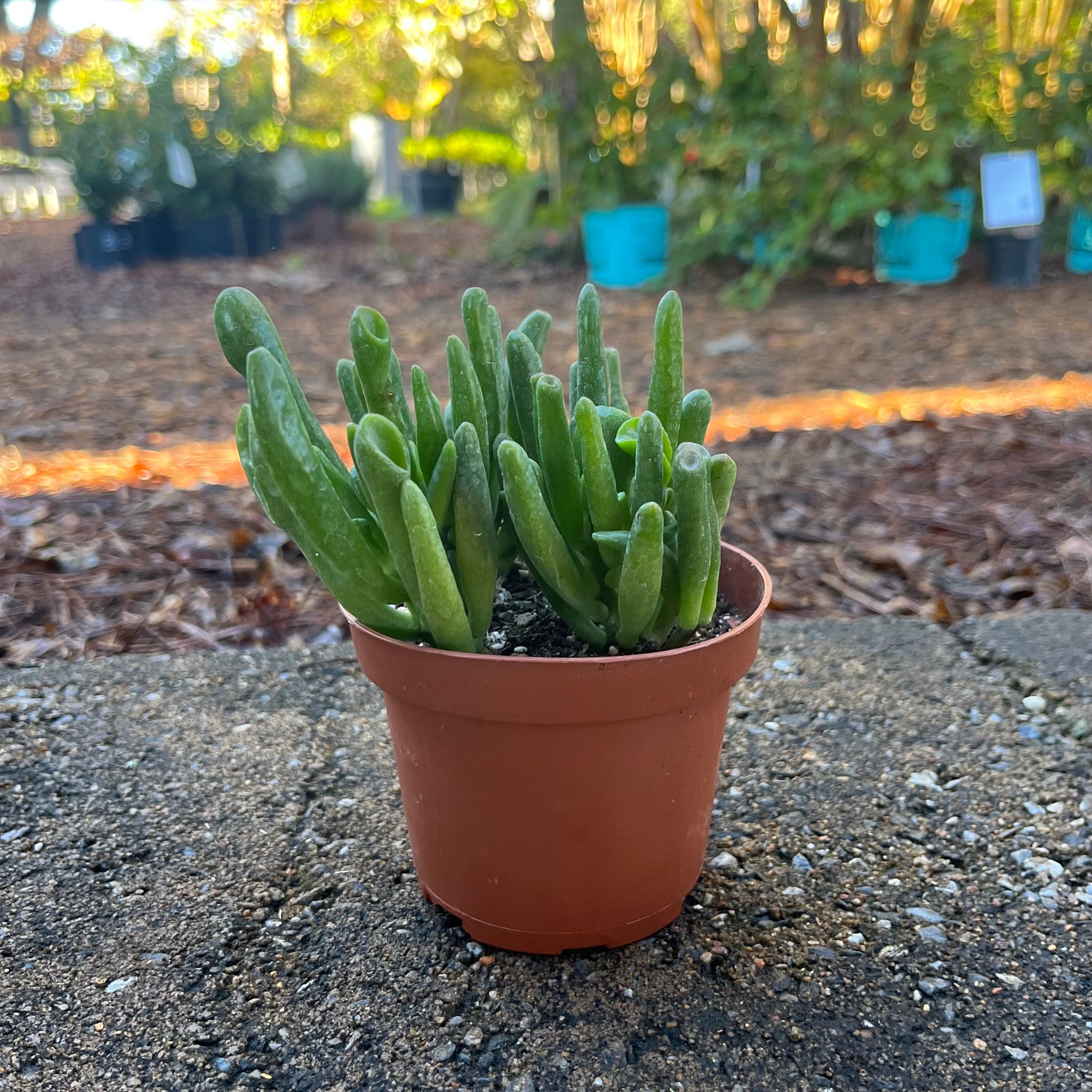 evergreen jade plant Jade Plant – Lichtenfelt's