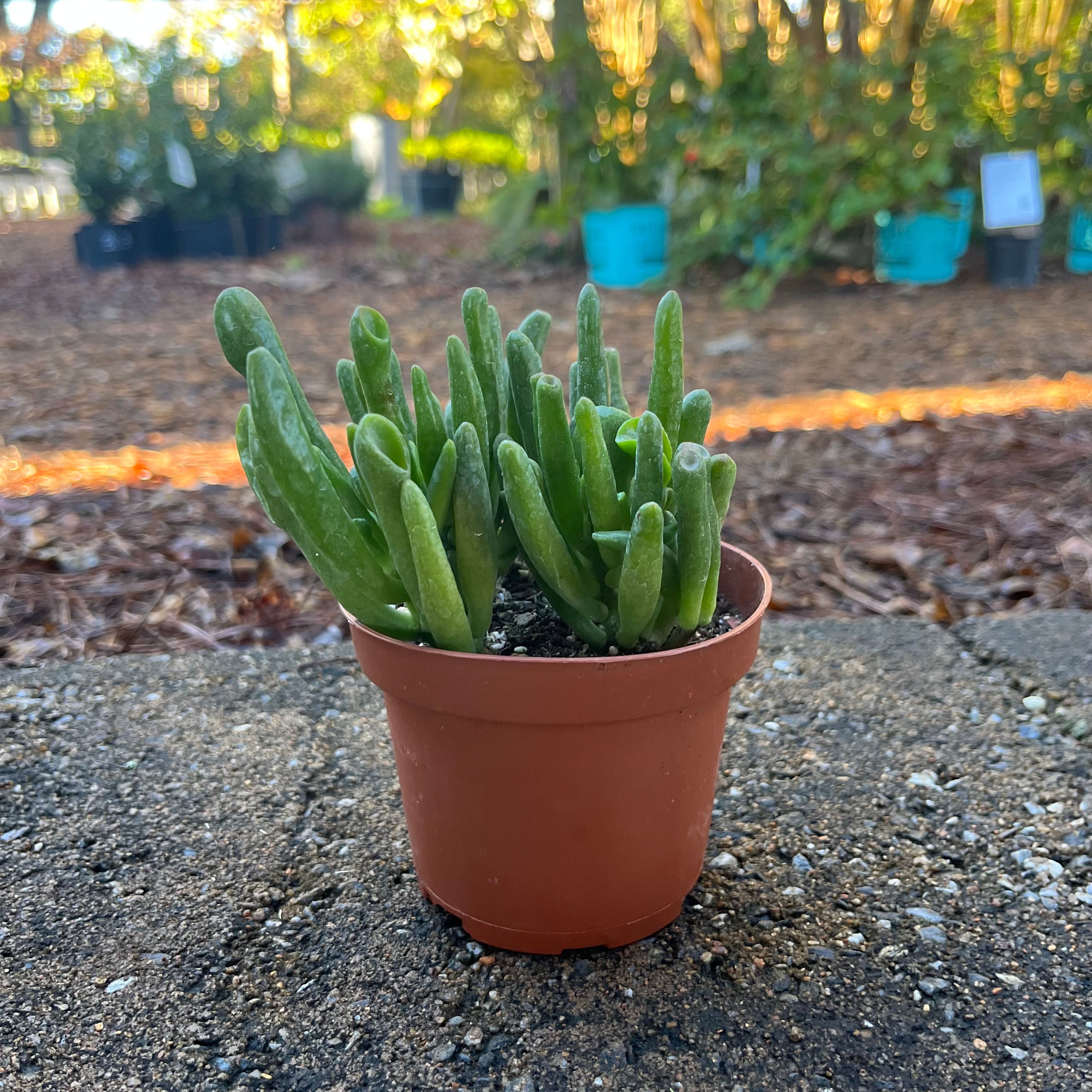 Jade Plant