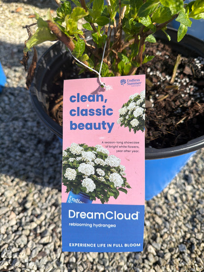 DreamCloud Hydrangea