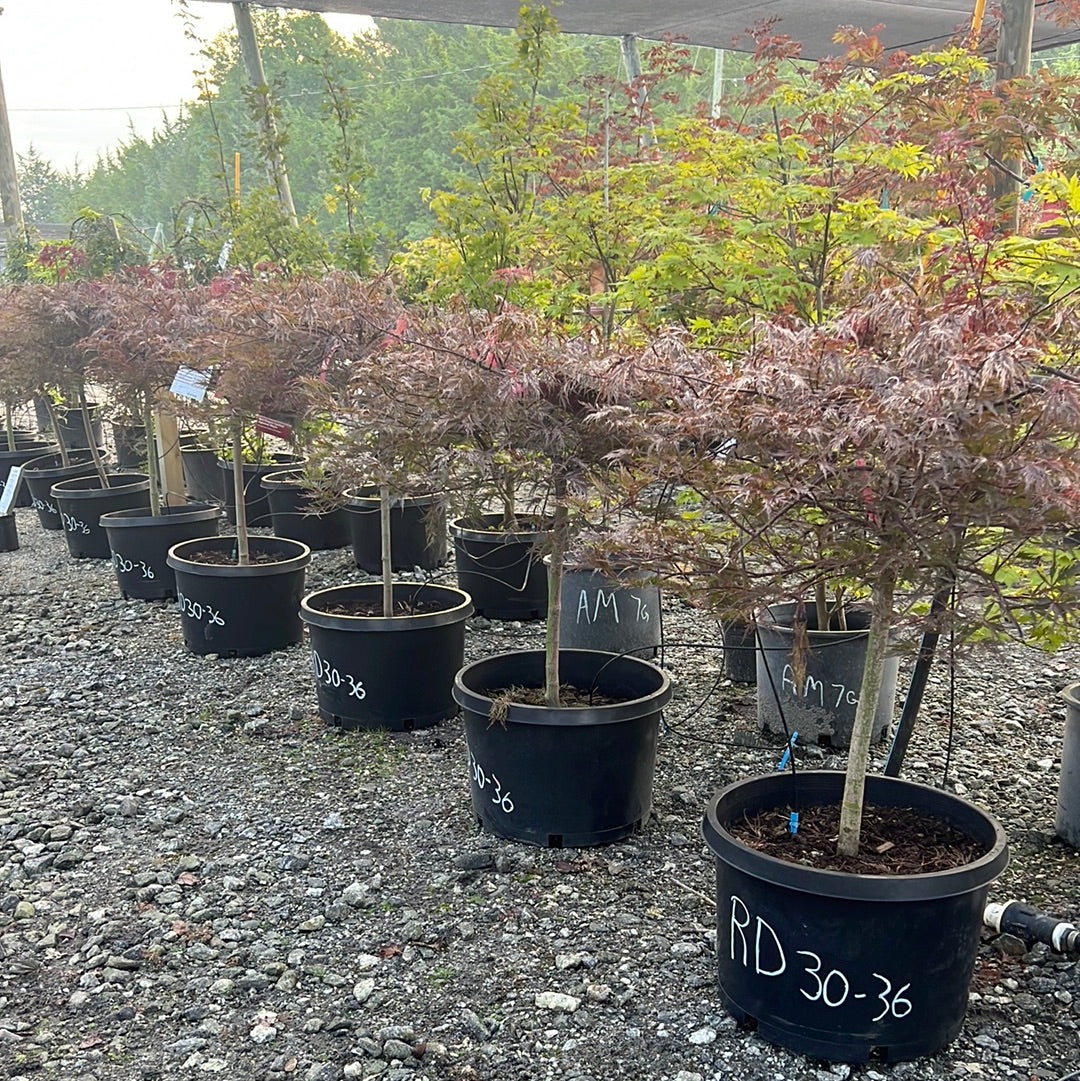 Red Dragon Japanese Maple