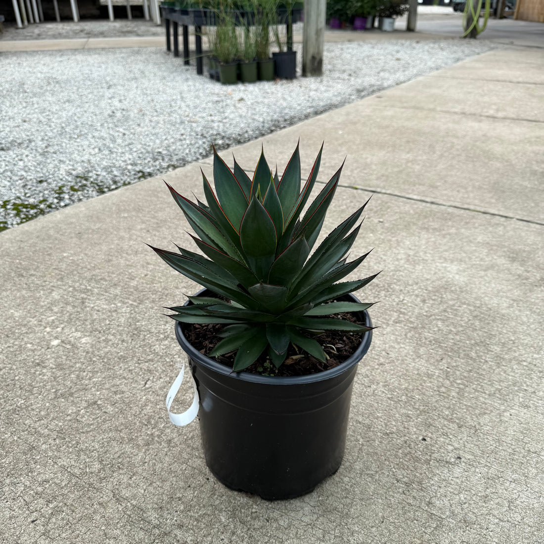 Blue Glow Agave