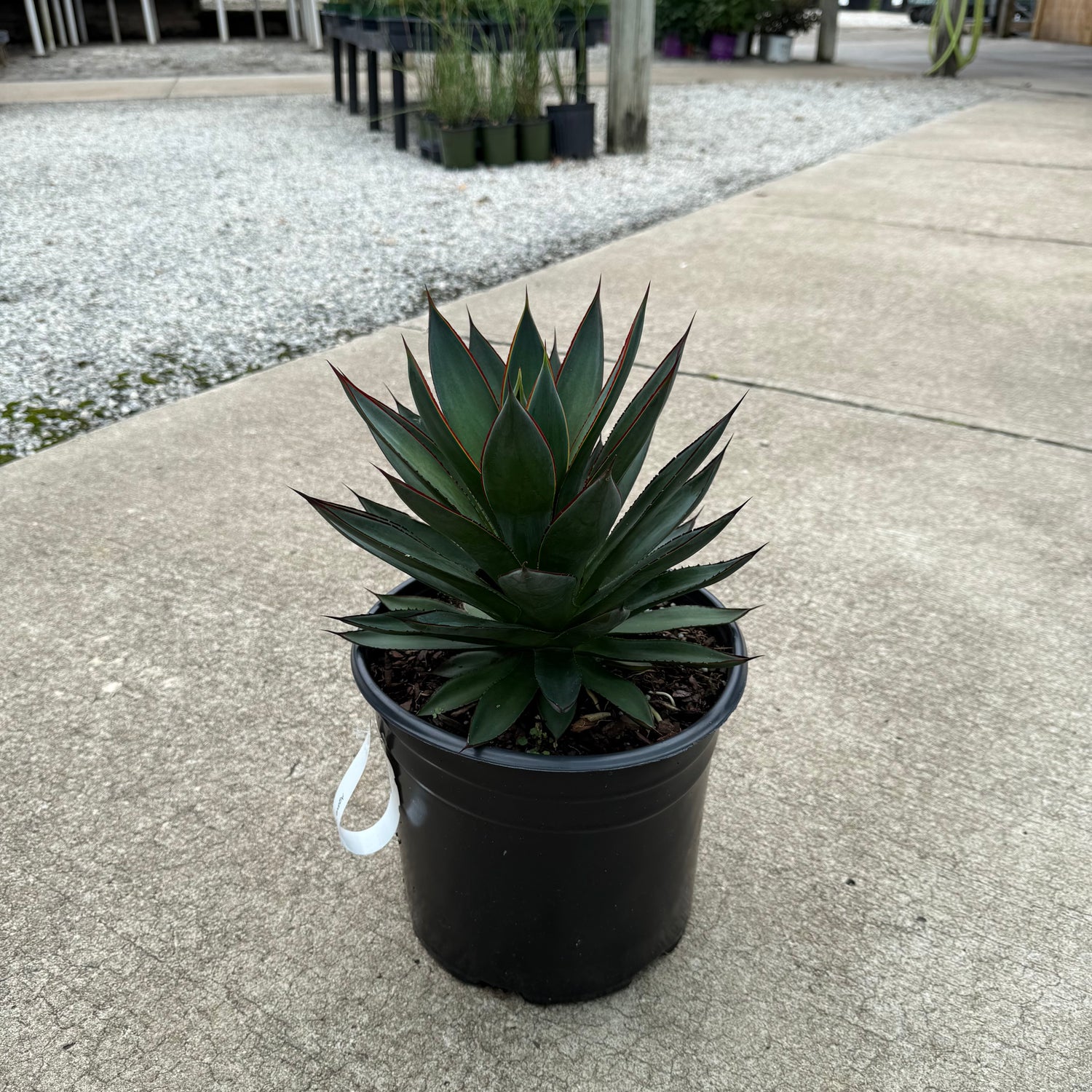 Blue Glow Agave