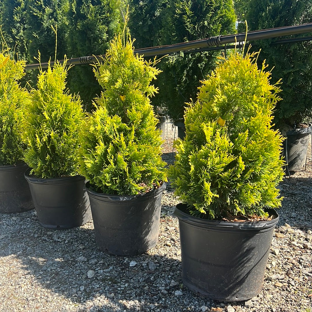 Yellow Ribbon Arborvitae 7 Gal