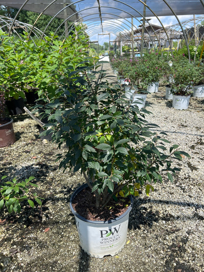 Berry Poppins Winterberry Holly 3 Gal