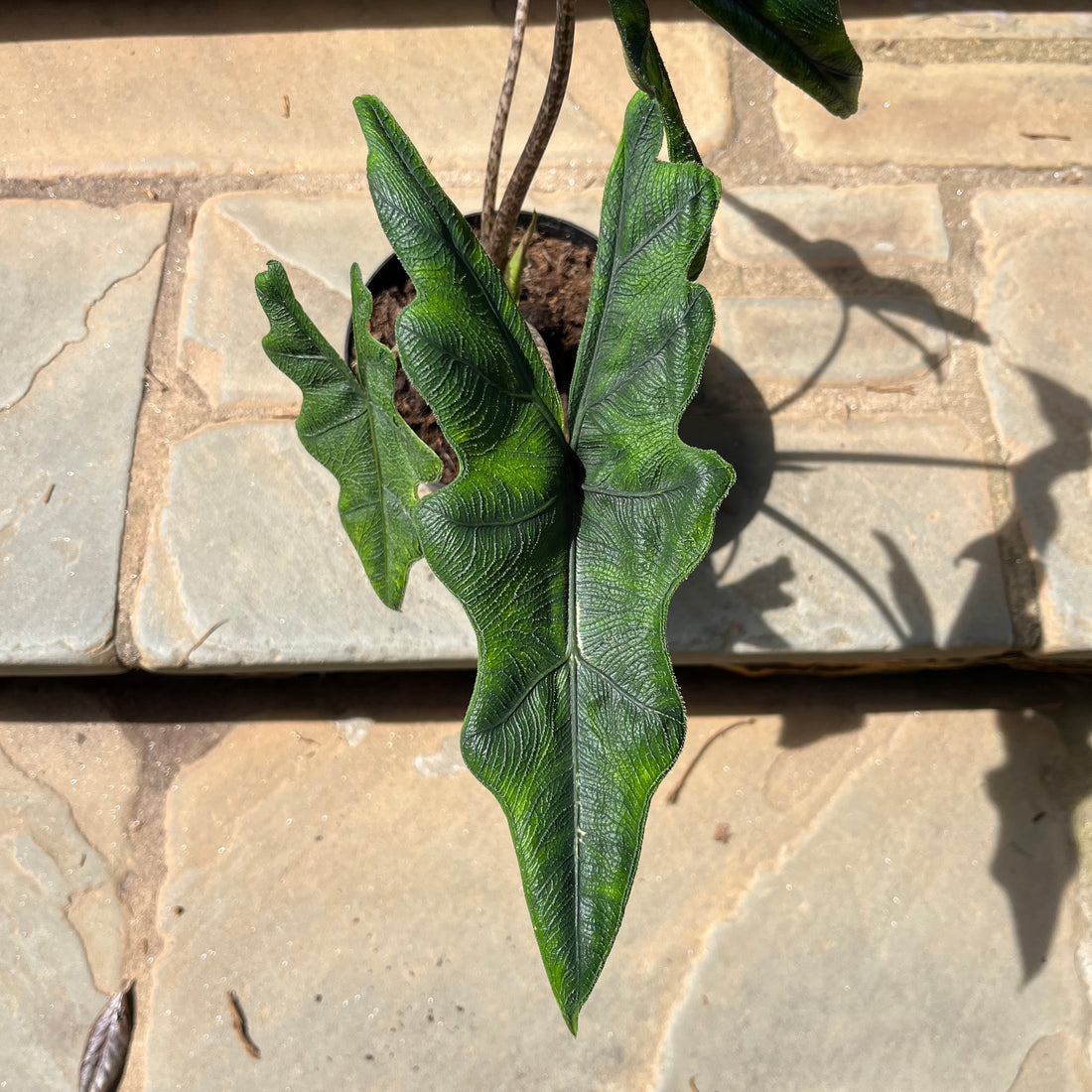 Jacklyn Alocasia