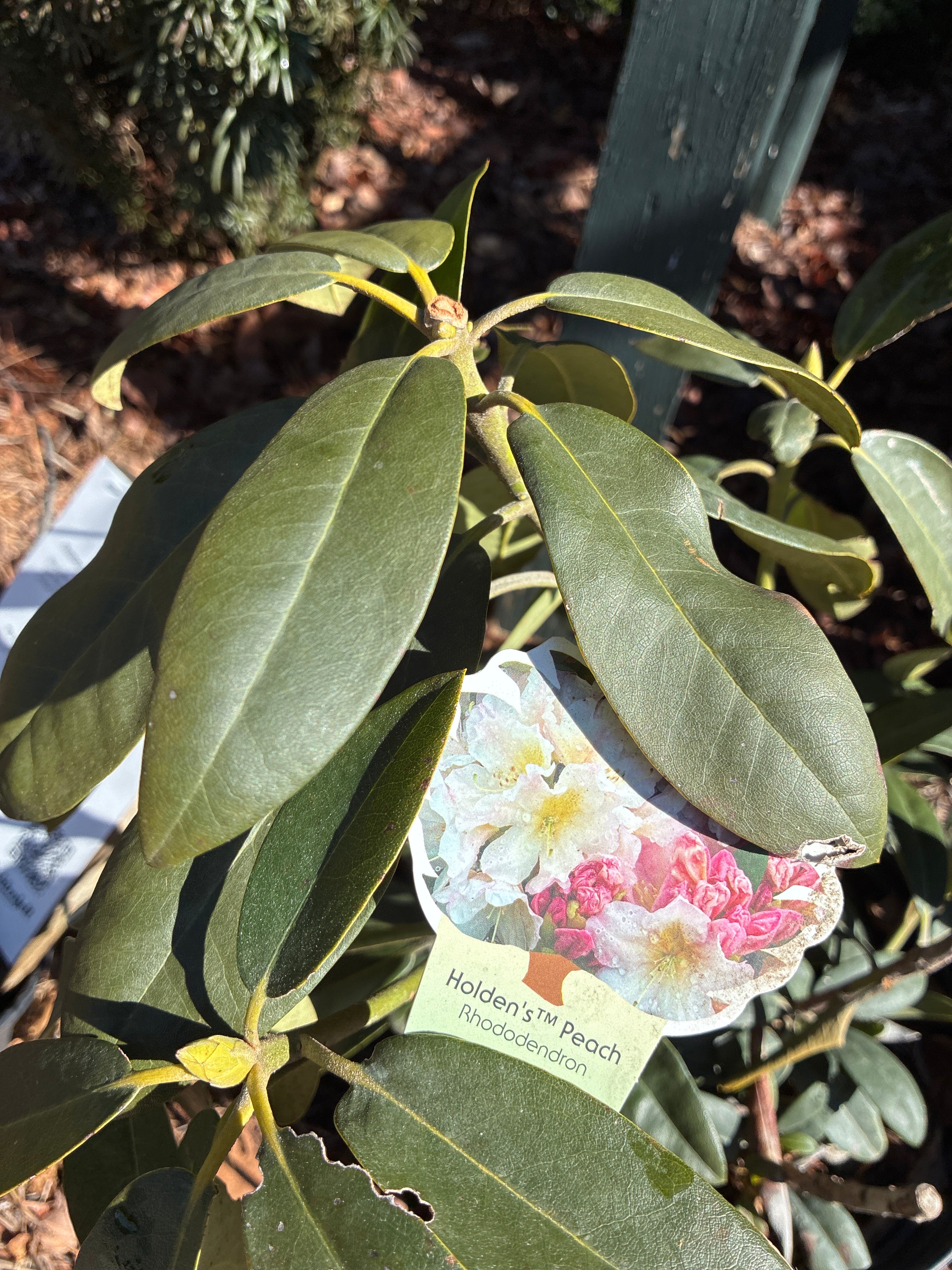 Holden’s Peach Rhododendron