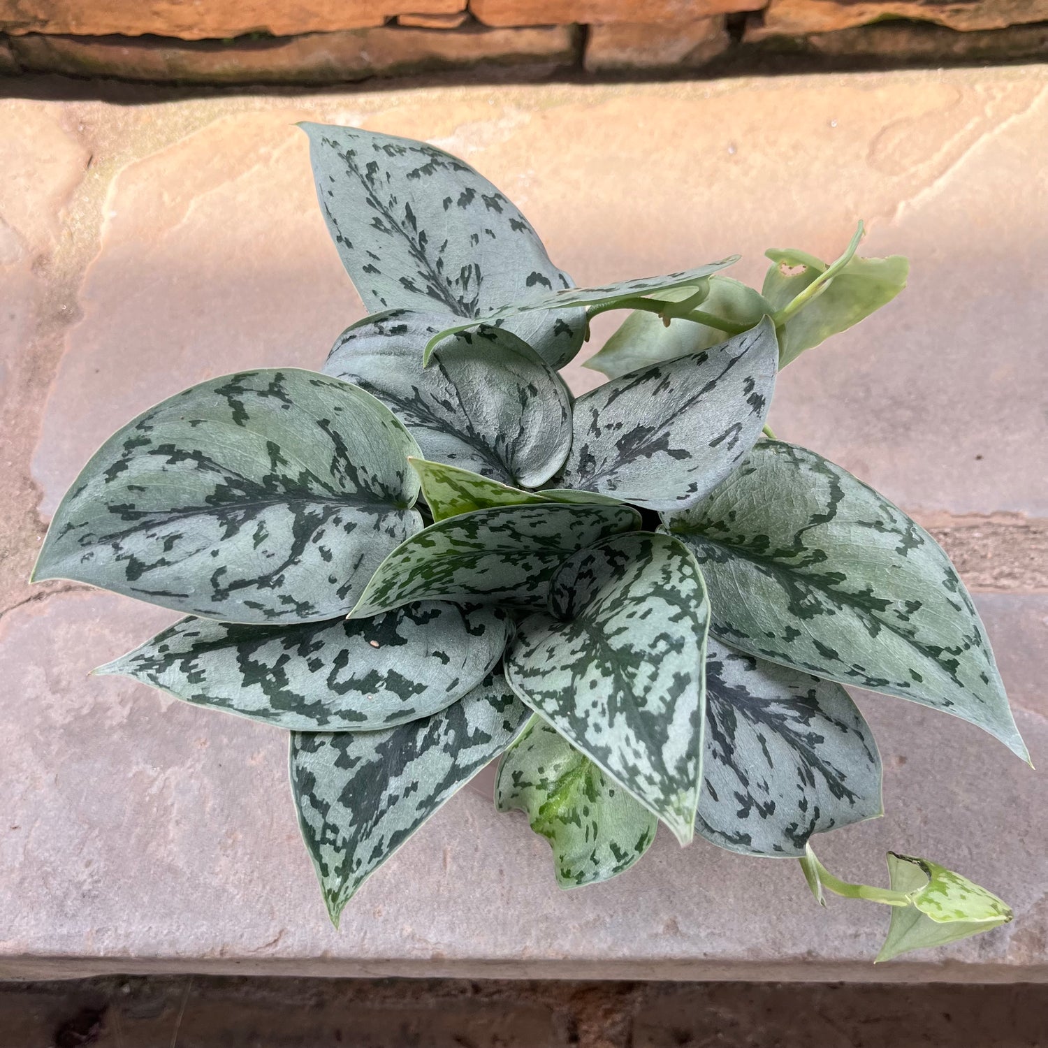 silver lady plant pothos Silver Lady Scindapsus – Lichtenfelt's