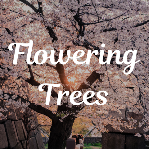 Top 5 Flowering Trees