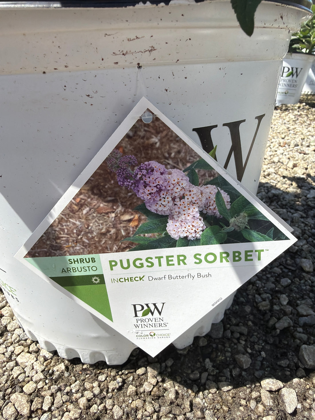 Pugster Sorbet Butterfly Bush