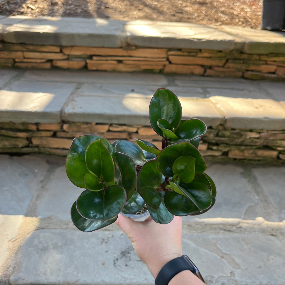 Spice is Nice Peperomia