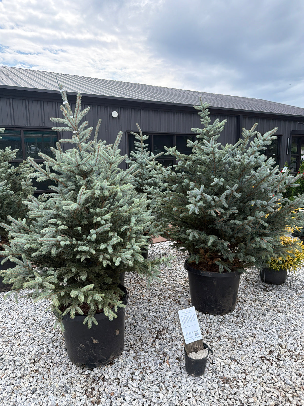 Baby Blue Spruce
