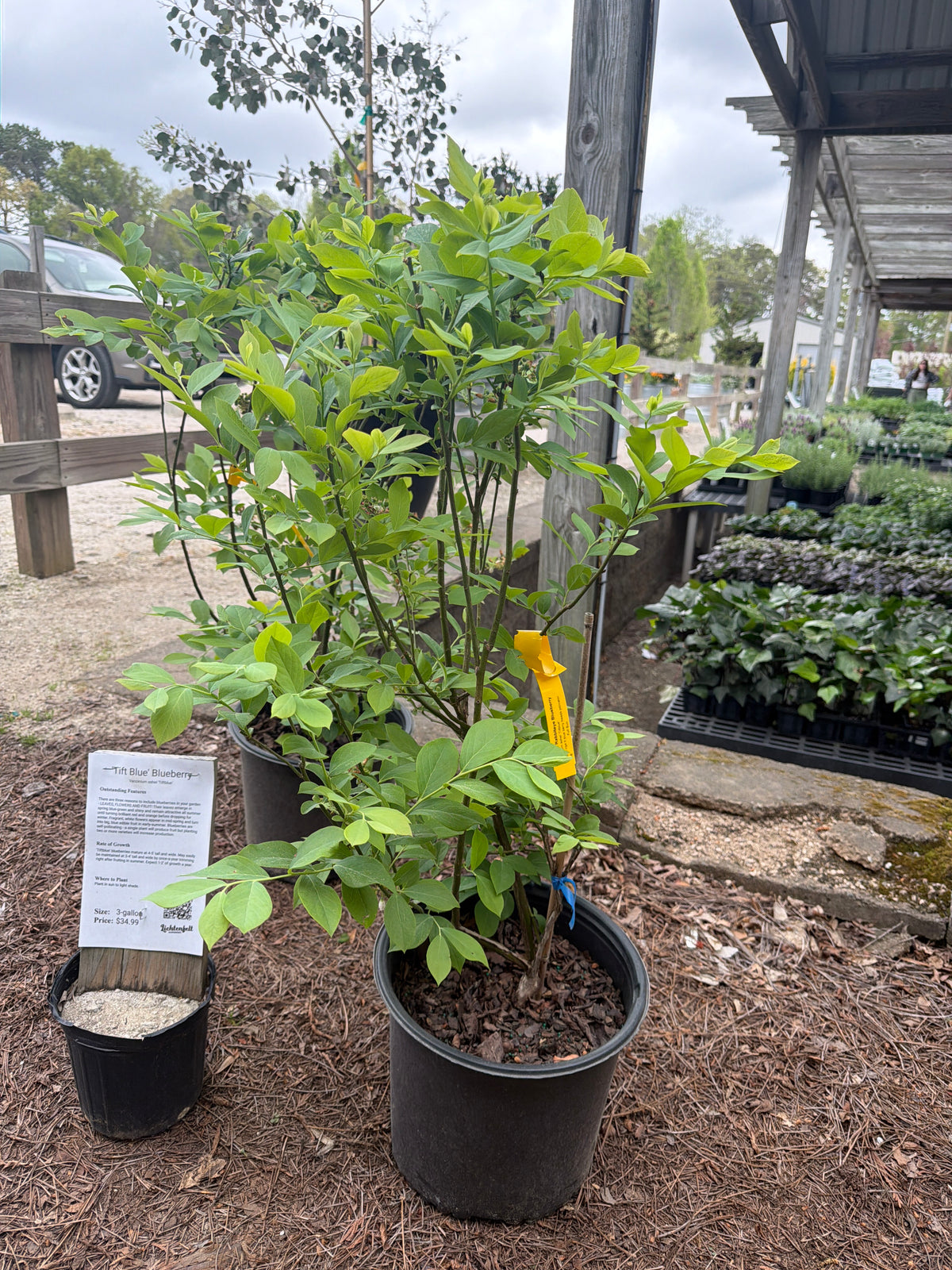 Blueberry Htf Tift Blue Blueberry – Lichtenfelt's