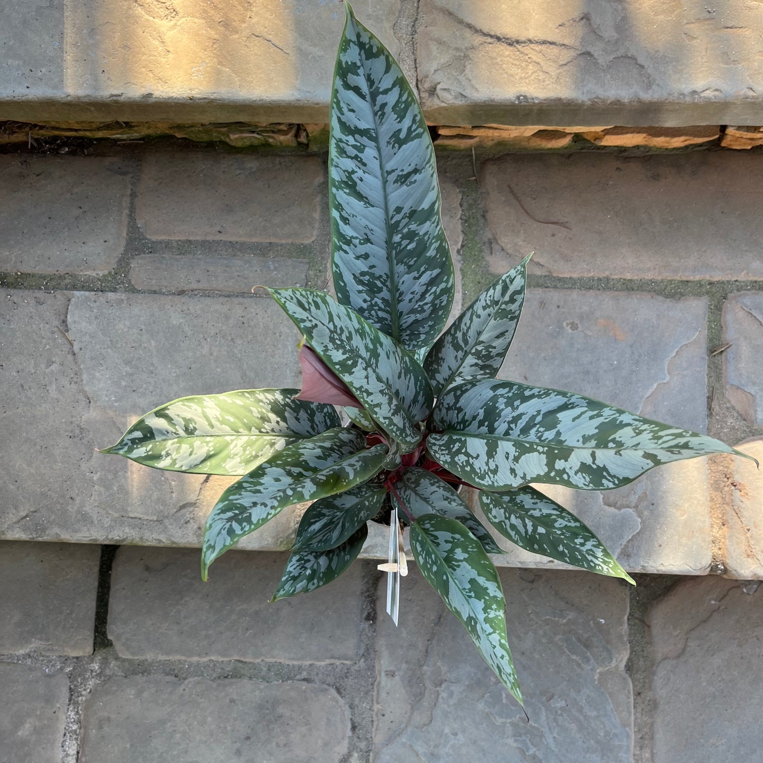 aglaonema indo princess Red Sword Apoballis – Lichtenfelt's
