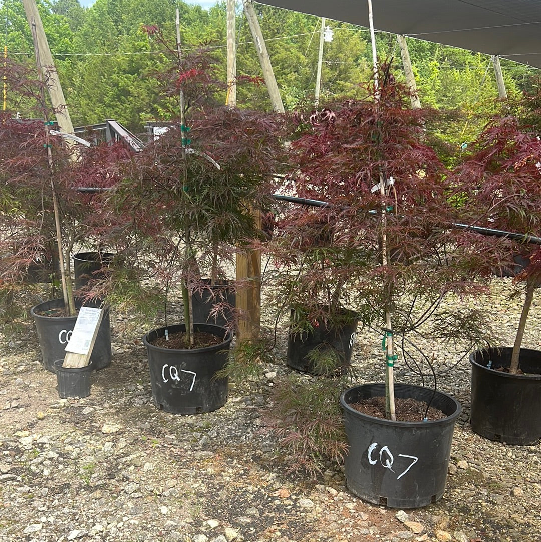 Crimson Queen Japanese Maple