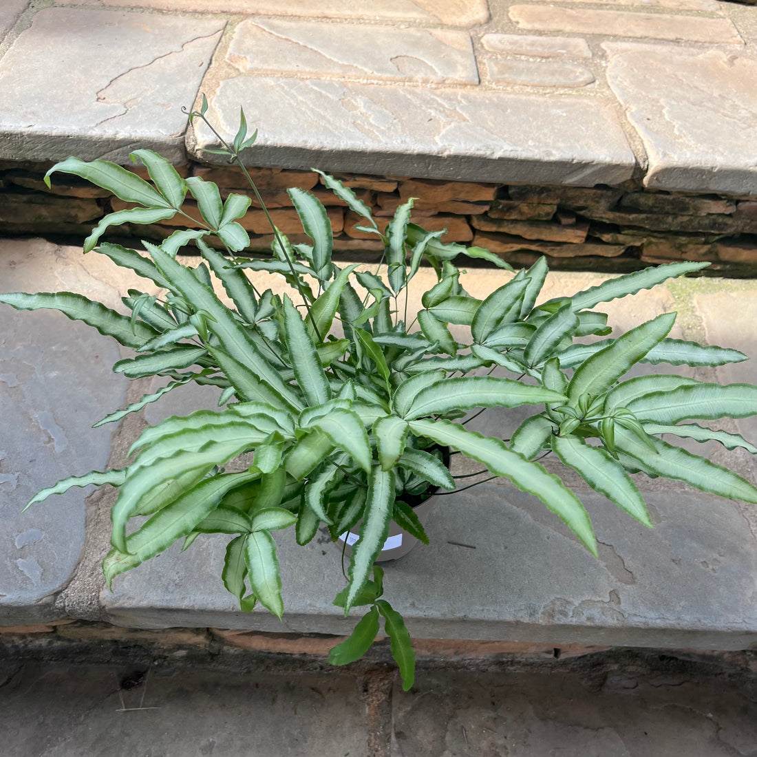 Silver Ribbon Pteris Fern