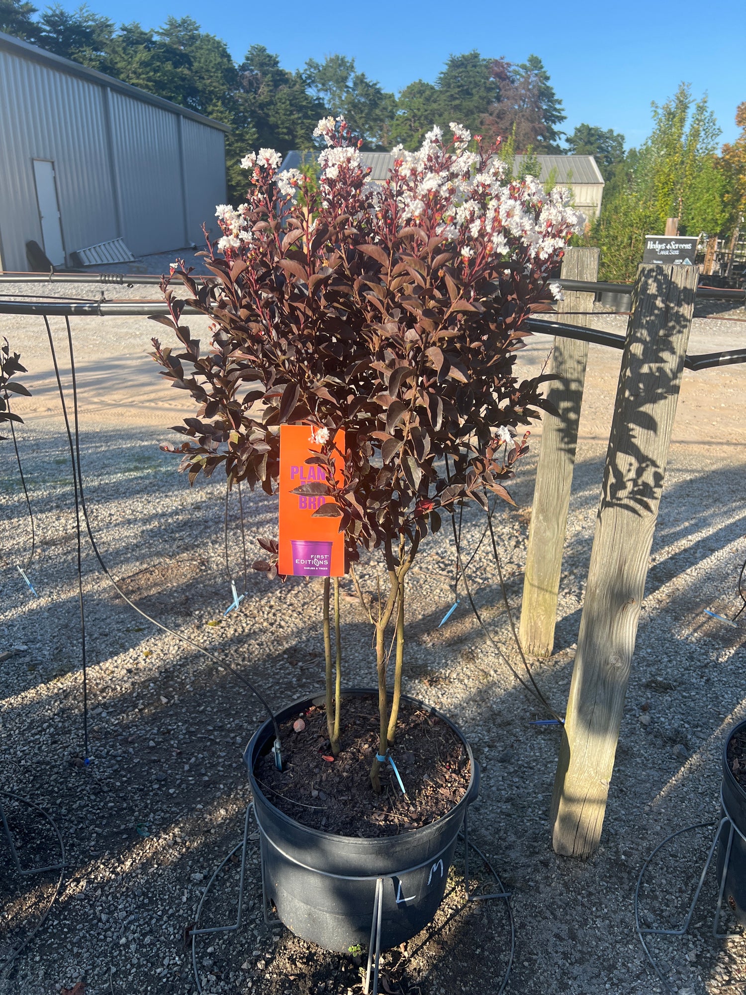 Lunar Magic Crapemyrtle 7 Gal