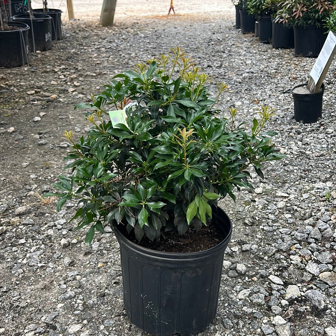 Dorothy Wycoff Pieris 3 Gal